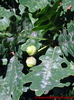 Quercus robur